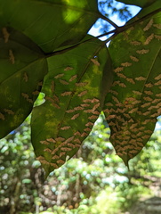 Tetrernia teminitis