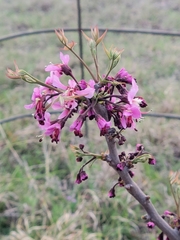 Ungnadia speciosa