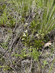 Echinodorus berteroi