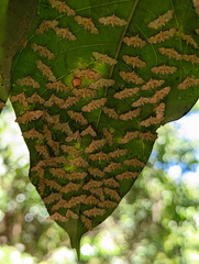 Tetrernia teminitis