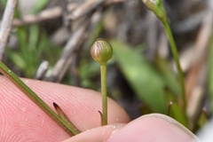 Echinodorus berteroi