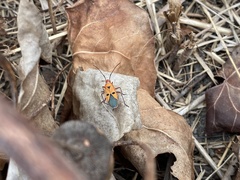 Dysdercus cingulatus