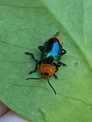 Promechus australicus