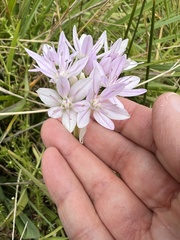 Allium amplectens