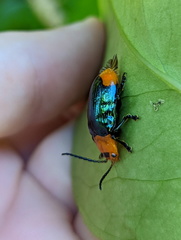 Promechus australicus