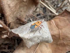 Dysdercus cingulatus