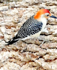 Melanerpes carolinus