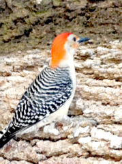 Melanerpes carolinus