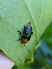 Promechus australicus