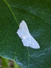 Scopula agnes