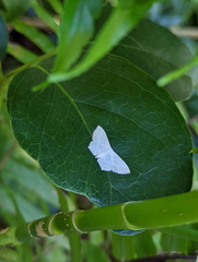 Scopula agnes