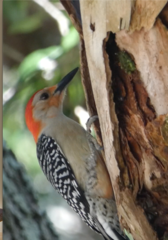 Melanerpes carolinus