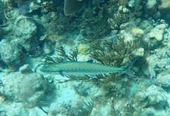 Scomberomorus regalis