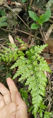 Asplenium ritoense