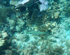 Scomberomorus regalis