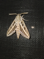 Hyles lineata