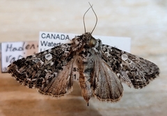 Hadena variolata