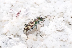 Cicindela fulgida