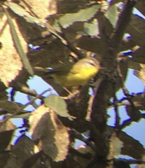 Phylloscopus xanthoschistos