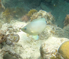 Hypoplectrus unicolor