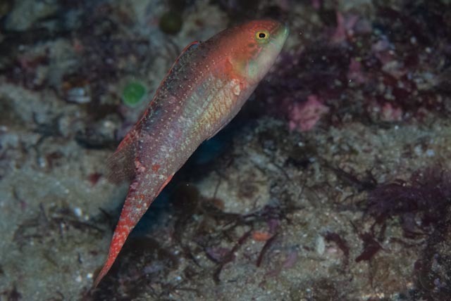 Twospot wrasse