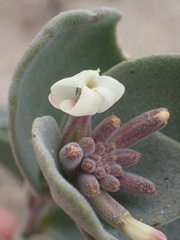 Dithyrea maritima