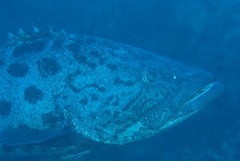 Epinephelus tukula