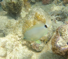 Hypoplectrus unicolor