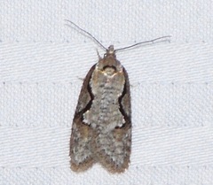 Semioscopis