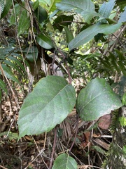 Pinzona coriacea