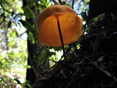 Hymenogloea papyracea