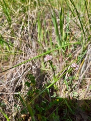 Plectritis ciliosa
