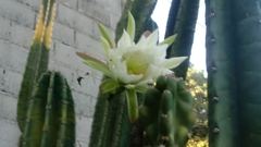 Cactaceae
