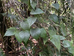 Neorudolphia volubilis