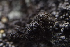 Pseudephebe minuscula