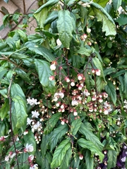 Clerodendrum schmidtii
