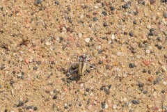 Cicindela limbata nympha