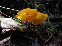 Hymenogloea papyracea