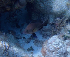 Hypoplectrus nigricans