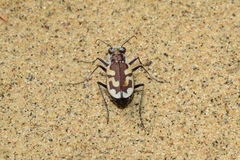 Cicindela lengi