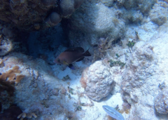 Hypoplectrus nigricans