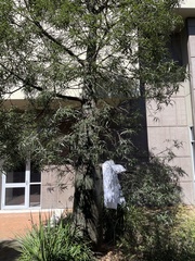 Brachychiton rupestris