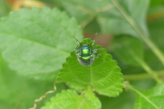 Trichochrysea