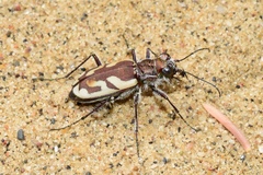 Cicindela lengi