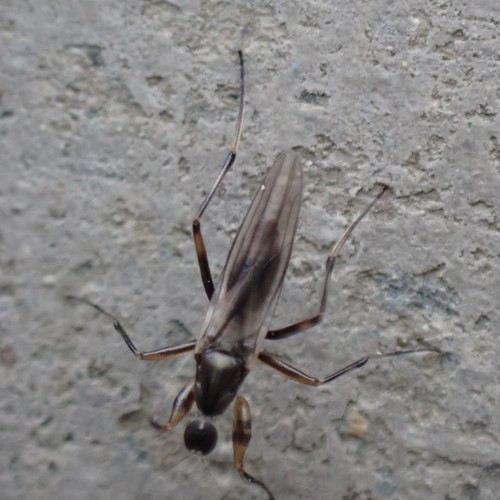 Tachypeza annularis