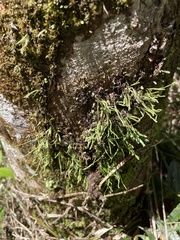 Cochlidium serrulatum