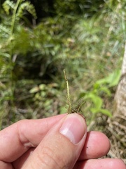 Cochlidium serrulatum