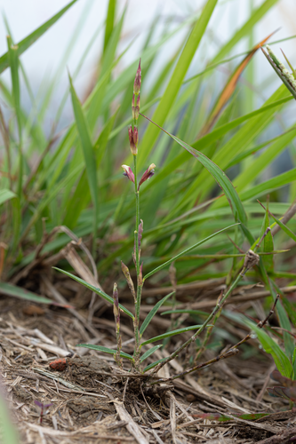 Alysicarpus bupleurifolius observed 2022-04-03