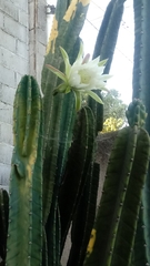 Cactaceae