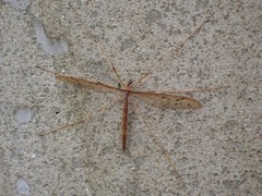 Tricyphona
